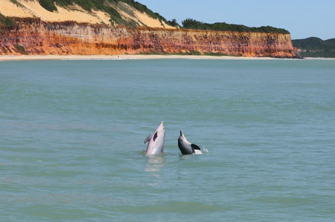 Baía dos Golfinhos, na Praia da Pipa, é eleita uma das 10 praias mais bonitas da América do Sul